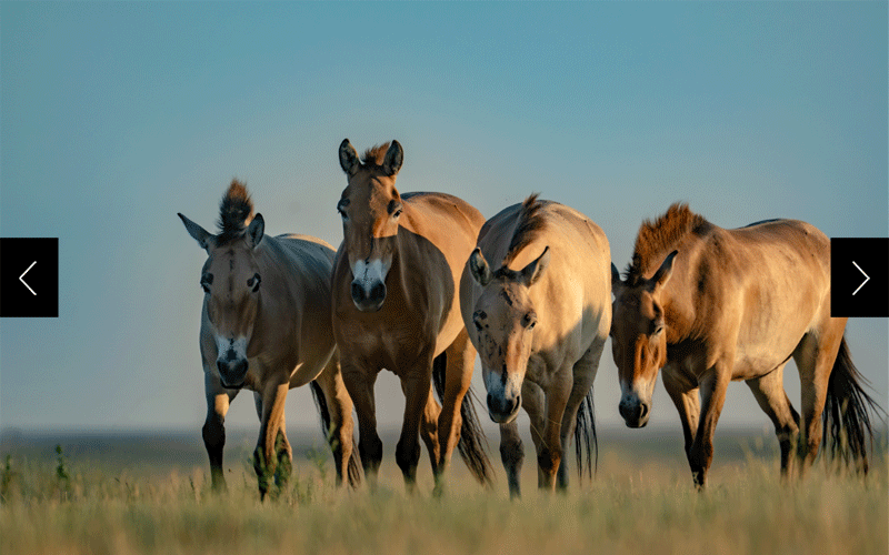 A group of Przewalski's horses 