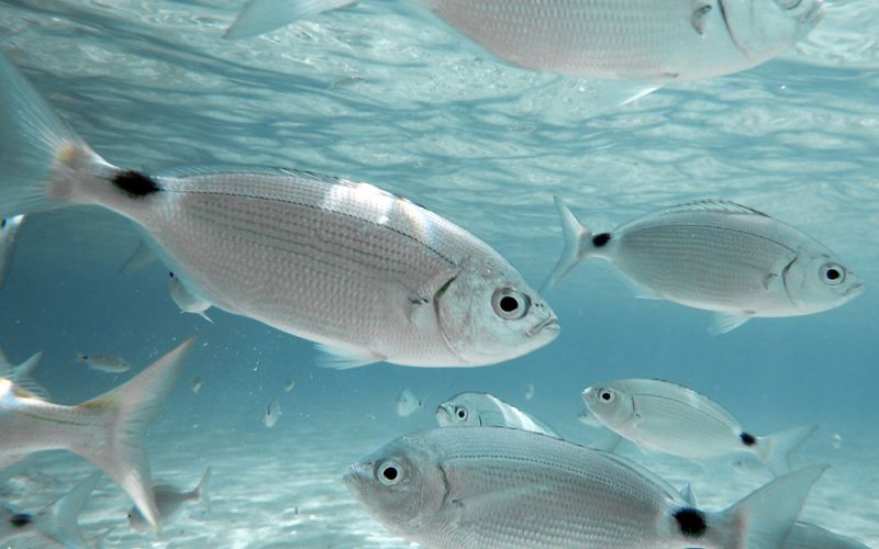 A herd of saddled sea bream fish swim closely by a photographer's underwater camera.