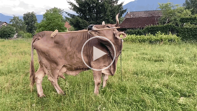 Veronika the brown cow scratches herself with a broom.