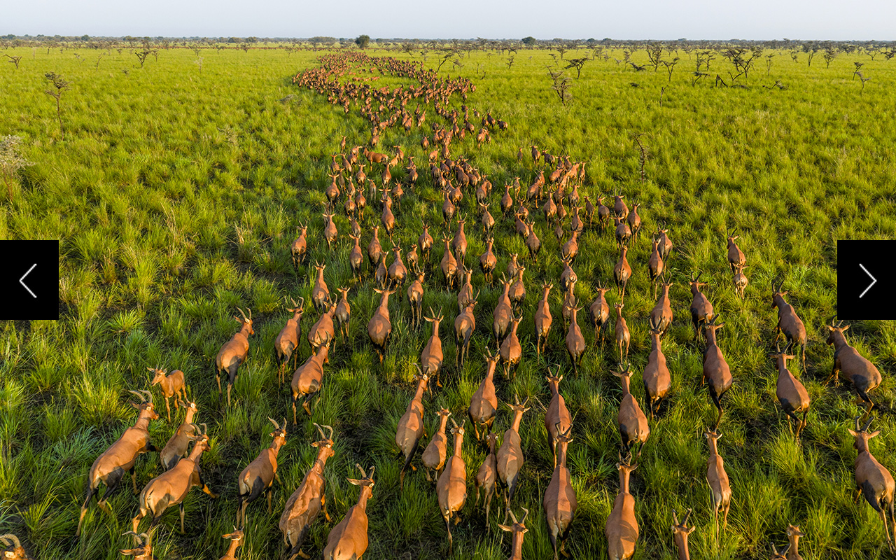 A drone shot of an estimated six million antelope traversing the eastern plains of South Sudan.