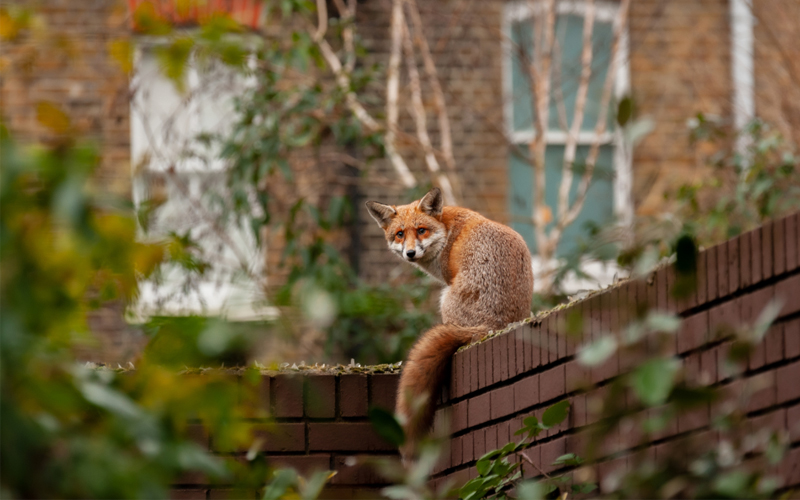 An urban red fox wanders on top of a brick wall. 