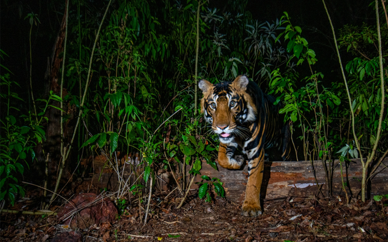 A rare black tiger inside India's Similipal Tiger Reserve. 
